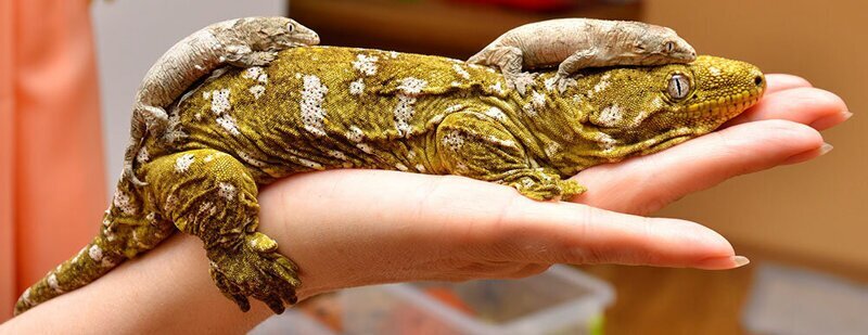Гигантский геккон-бананоед: "Слепой" гигант за 50.000 рублей. Что за элитное домашнее животное?