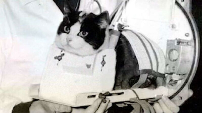 Кошка-астронавт Фелисетт