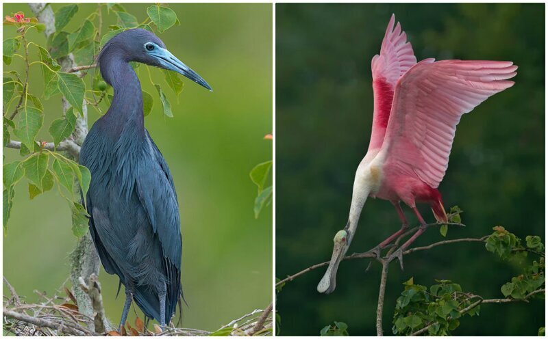 Удивительные птицы из тропиков Южной Америки