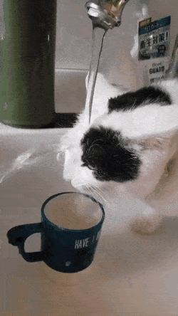 Как коту воды напиться