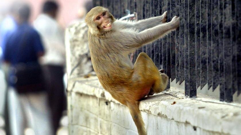В Индии обезьяны напали на медика и похитили образцы крови с коронавирусом