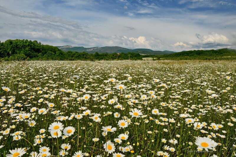 Ромашковые поля Крыма