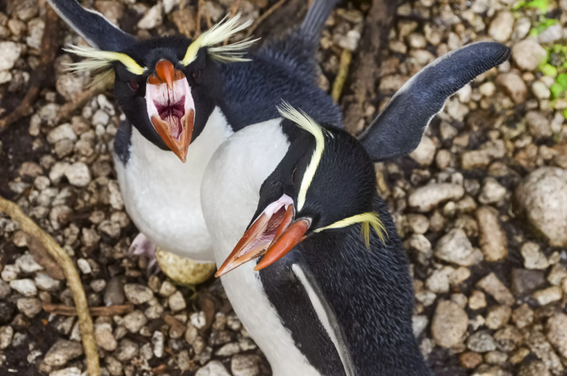 Почему у пингвинов такая страшная инопланетная пасть и зубы на языке?