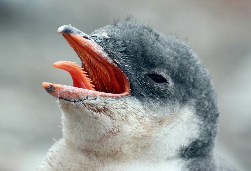 Почему у пингвинов такая страшная инопланетная пасть и зубы на языке?