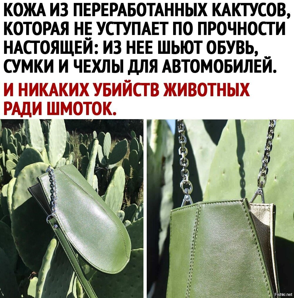 Кожа из кактуса