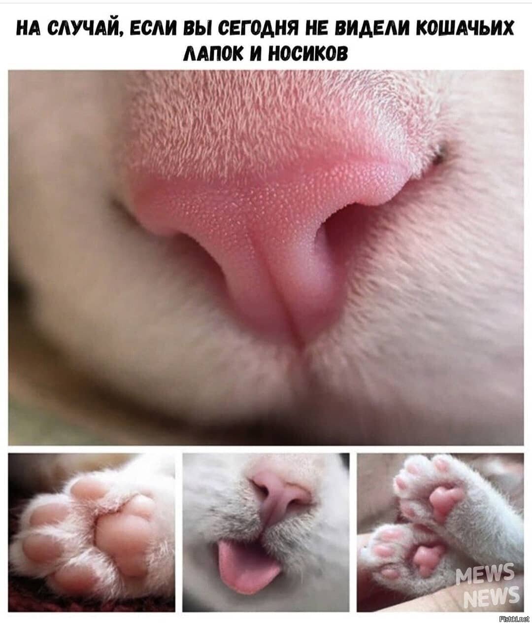 Кошачий нос розовый