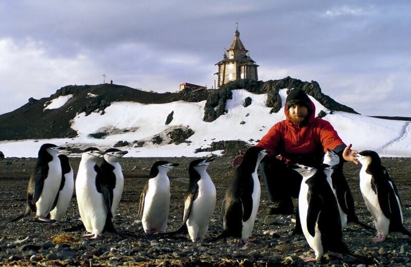 Почему пингвины не живут на Северном полюсе? Или живут?