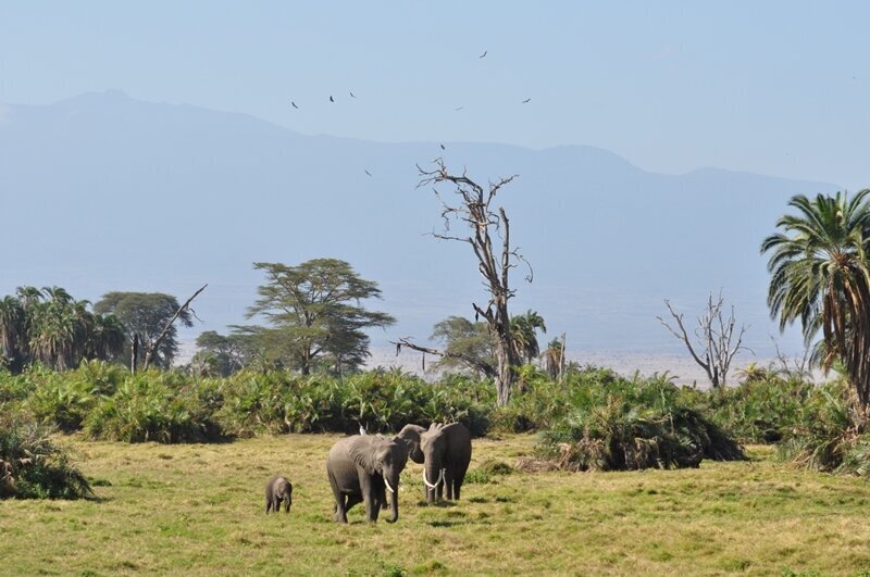 Национальный парк Амбосели. Животные на фоне Килиманджаро