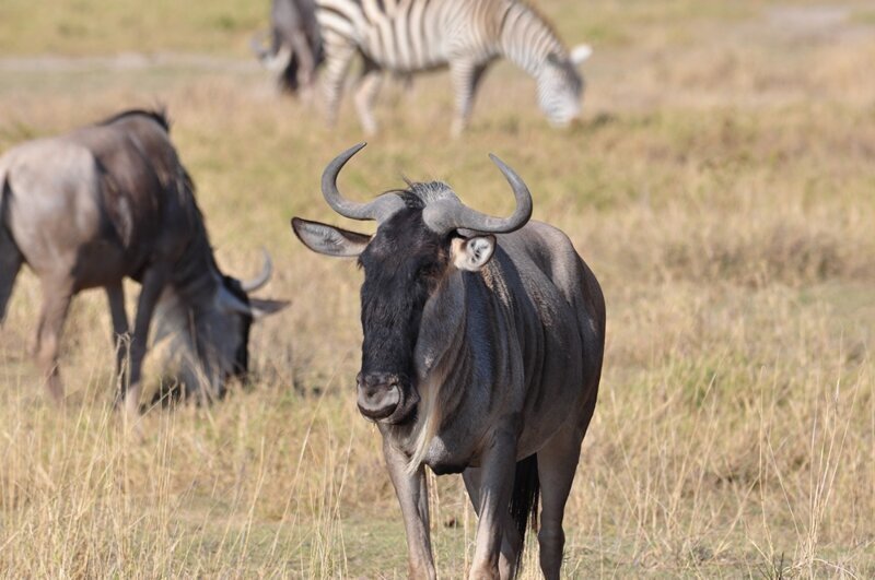 Национальный парк Амбосели. Животные на фоне Килиманджаро