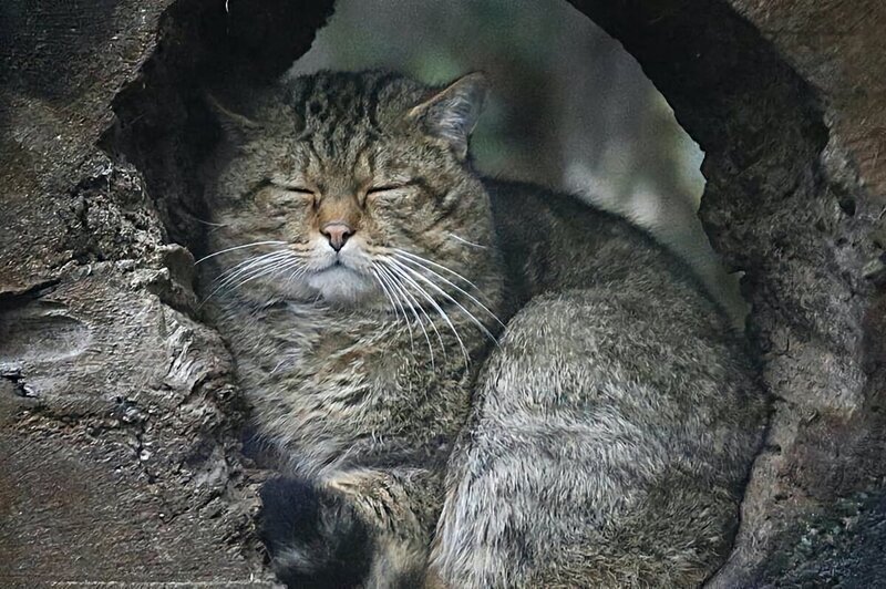 Лесные коты: дикие родственники домашних кошек