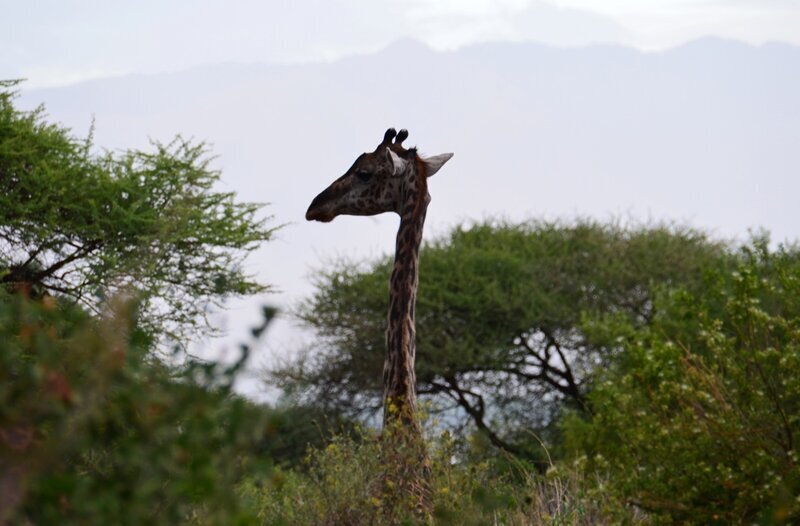 Шея жирафа, словно башня подъёмного крана, возвышается на много километров посреди саванн.