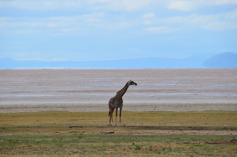 Одинокий жираф на берегу пересохшего озера.