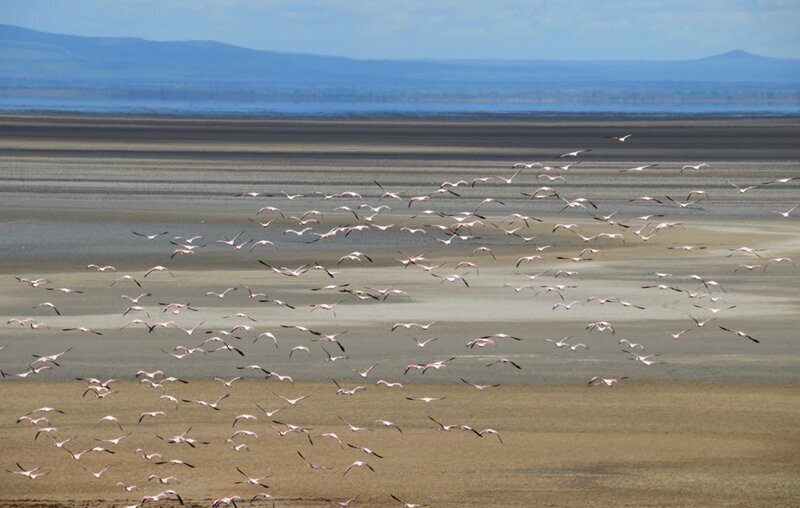 Стая фламинго, поднимающаяся над котловиной солёного озера Маньяра - визитная карточка национального парка!