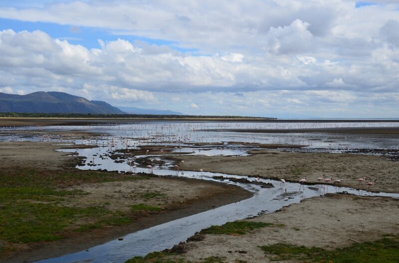  Место впадения термальных источников в солоноватое озеро Маньяра - родной дом для тысяч фламинго.