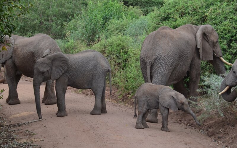 В заповеднике много слонов, как и в предыдущих национальных парках, гуляющих гуртом с детками.