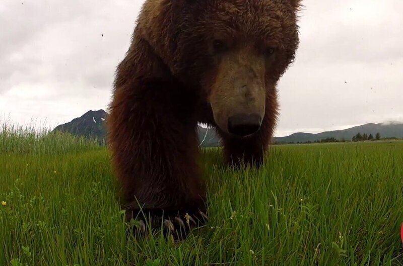 На Аляске медведи устроили разборку за самку