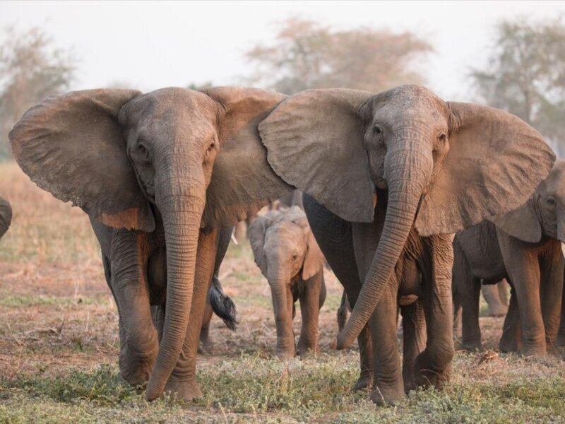 В ЮАР стадо слонов распугало львиный прайд, поедающий антилопу
