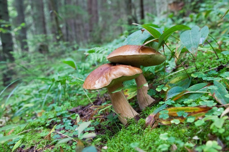 Самый загадочный организм планеты: почему грибы не способны к фотосинтезу?