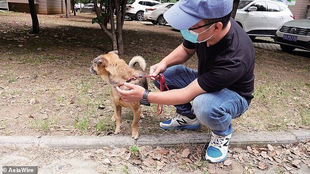 В Ухане собака три месяца ждала умершего от коронавируса хозяина