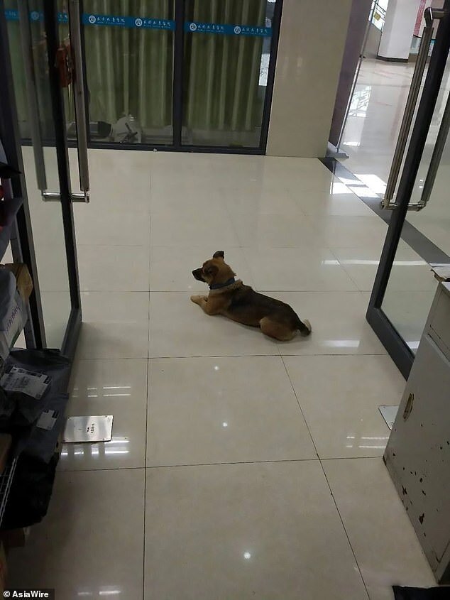 В Ухане собака три месяца ждала умершего от коронавируса хозяина