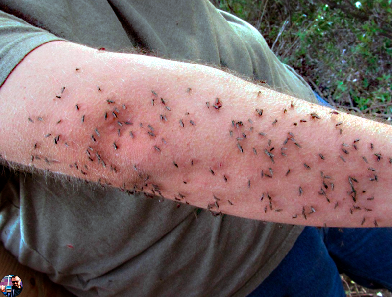 Каких людей предпочитают комары? Основные типажи