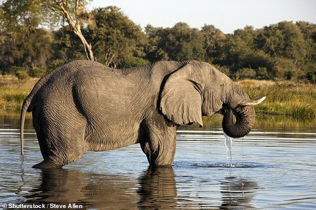 Почему погибли десятки слонов в Ботсване?