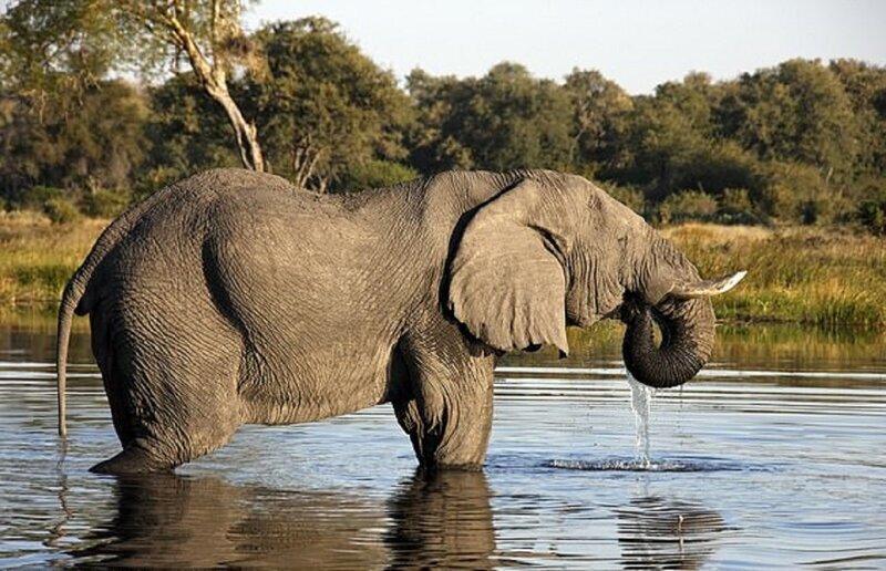 охота на слона в ботсване