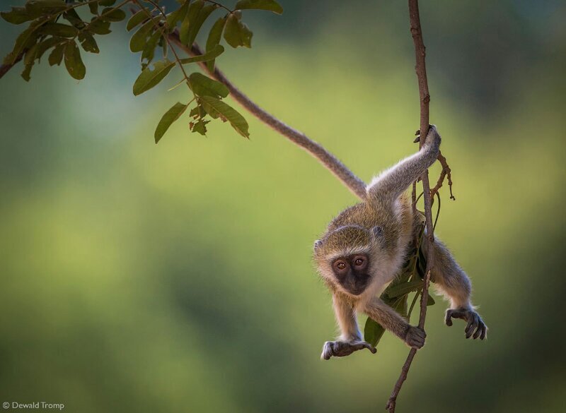 Верветка. Вид обезьян семейства мартышковых отряда приматов. (Фото Dewald Tromp):
