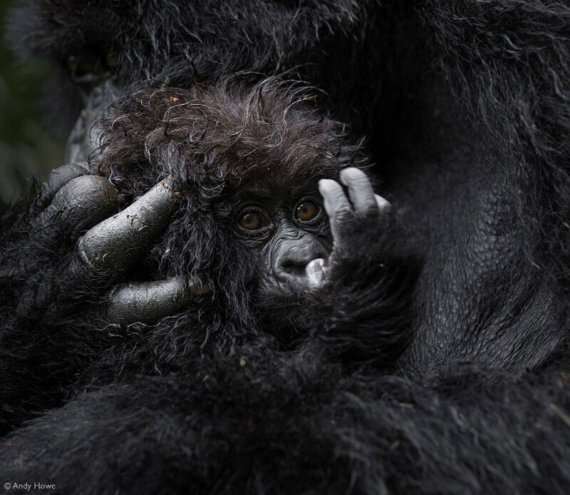 Крошечная горная горилла, Национальный парк вулканов, Руанда. (Фото Andy Howe):