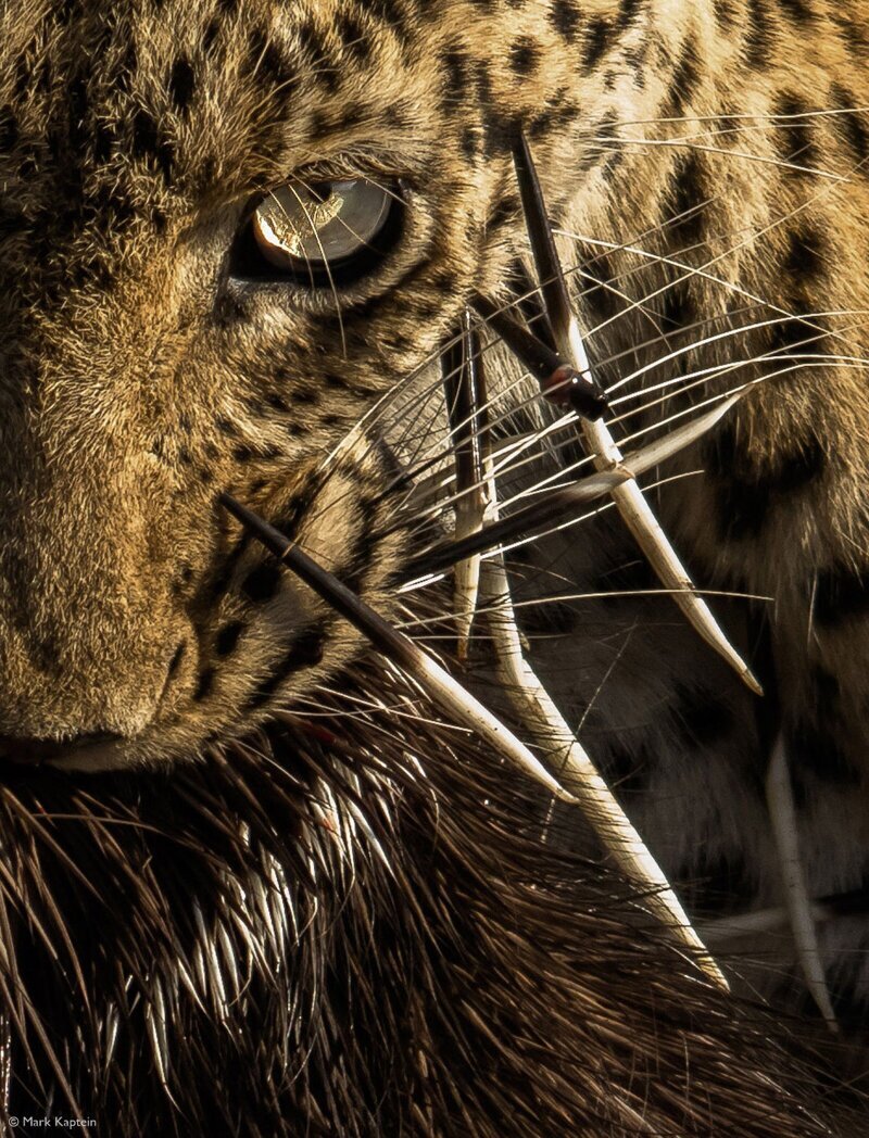 Леопард против дикобраза. (Фото Mark Kaptein):
