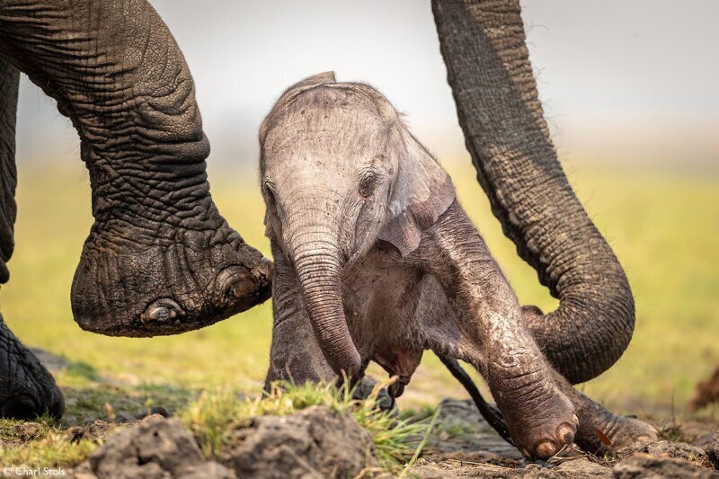 Неуклюжий слоненок, Национальный парк Чобе, Ботсвана. (Фото Charl Stols):