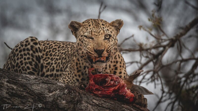 Леопард за ужином. (Фото JP van Zyl):
