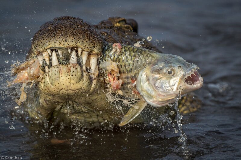 Крокодил поймал рыбу, Ботсвана. (Фото Charl Stols):