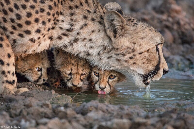 Семья гепардов. (Фото Kevin Dooley):