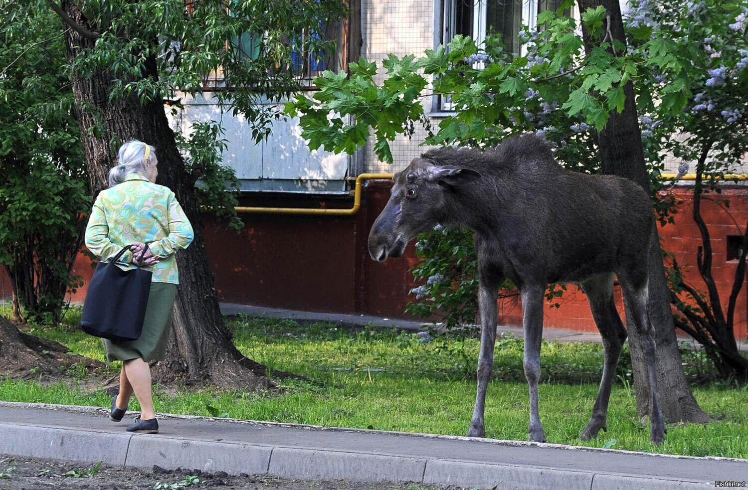 Какие животные есть в лосином острове