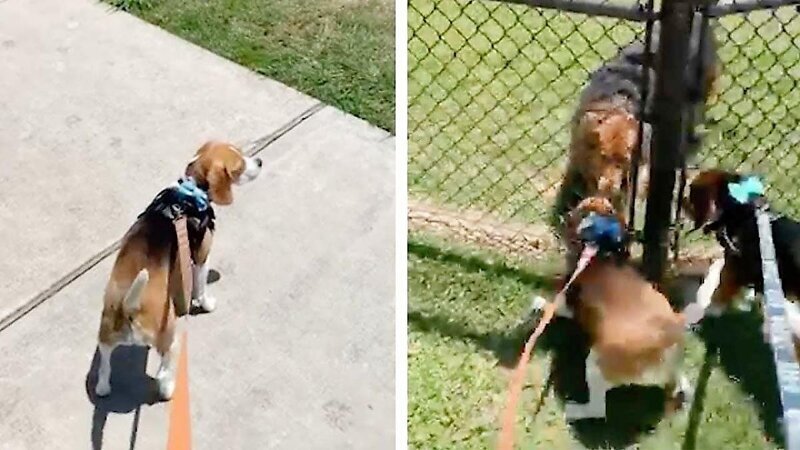 Собаки не смогли сдержать эмоций во время встречи с подругой после карантина