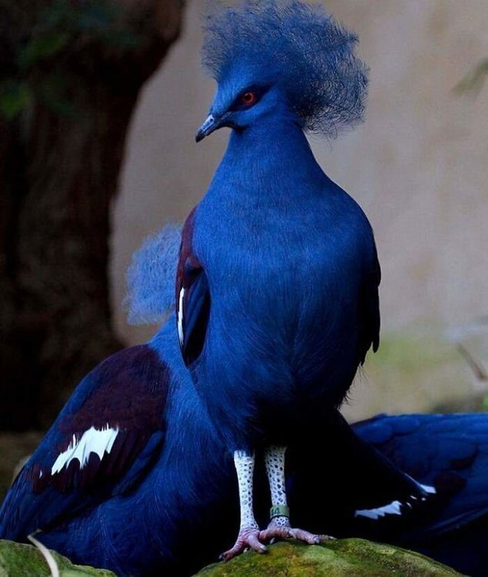 Синий венценосный голубь