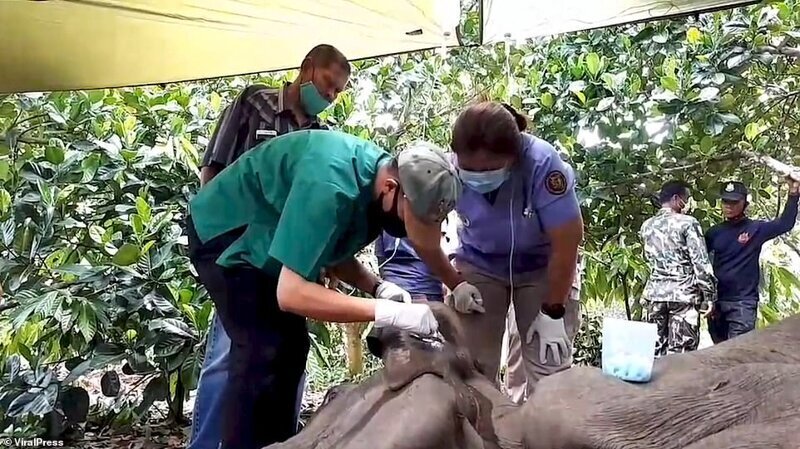 Люди, будьте людьми: тайский охотник выстрелил в слоненка, который забрел на его ферму