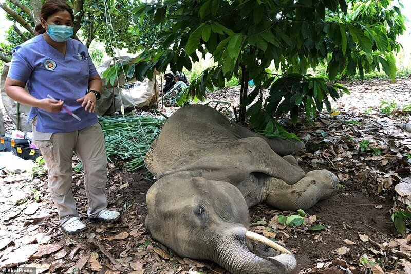 Люди, будьте людьми: тайский охотник выстрелил в слоненка, который забрел на его ферму