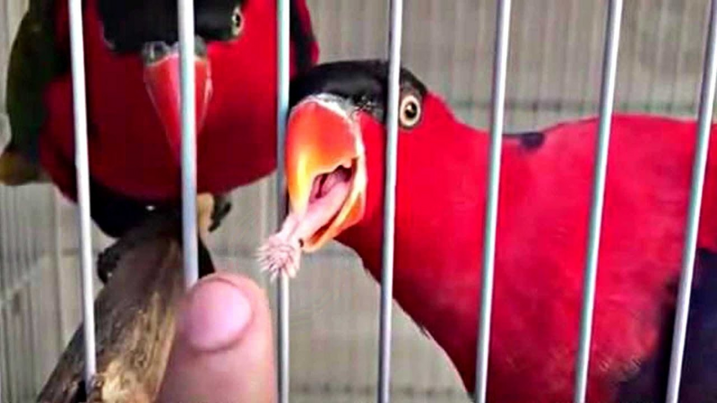 Зачем попугаям такой страшный язык?