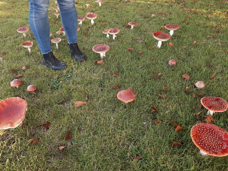 5. «Размер грибов у меня во дворе»