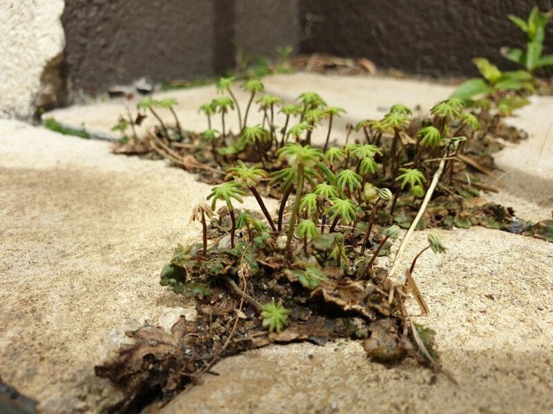 9. «Маленькие сорняки в моём саду выглядят как оазис в пустыне»
