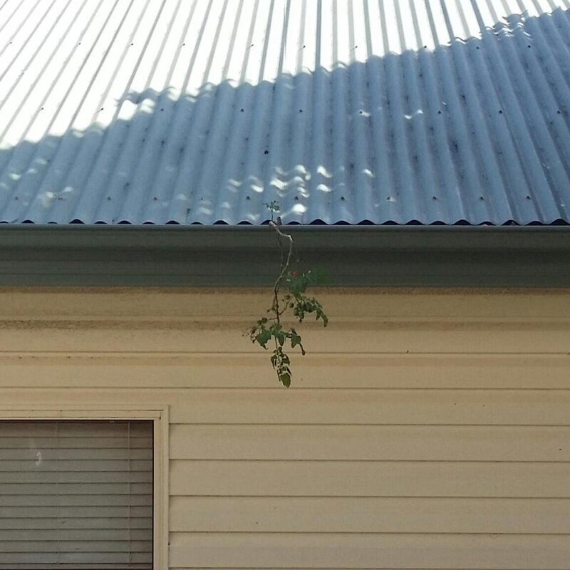 10. «Казалось, что в жёлобе на крыше соседского дома растёт сорняк, но на самом деле это росток томата»