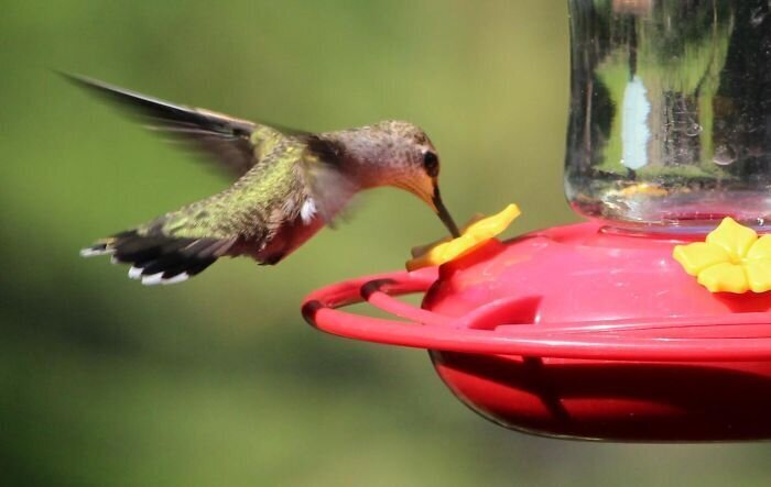 Чудо-птички: интересный способ поближе познакомиться с колибри