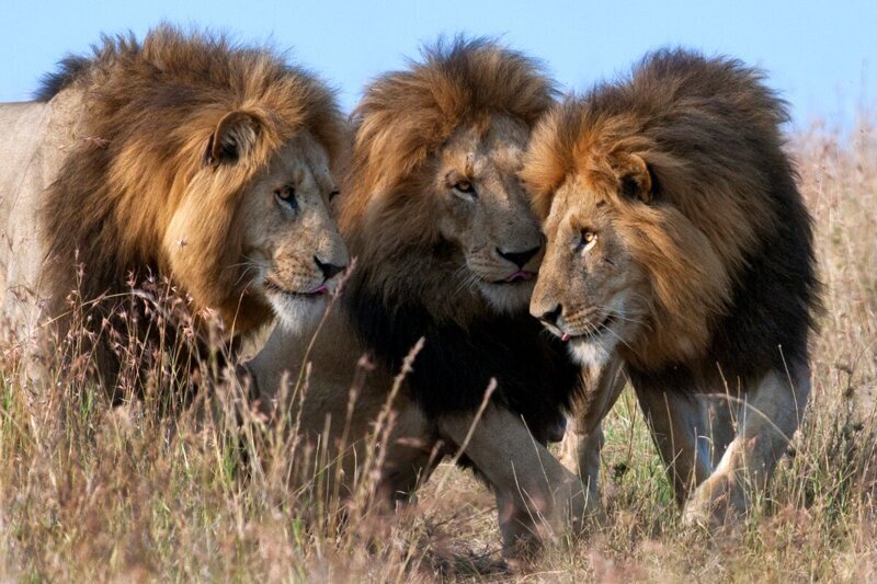 Незавидная участь 90% всех львов, у которых нет своего прайда