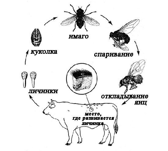 Стоковые векторные изображения по запросу Овод