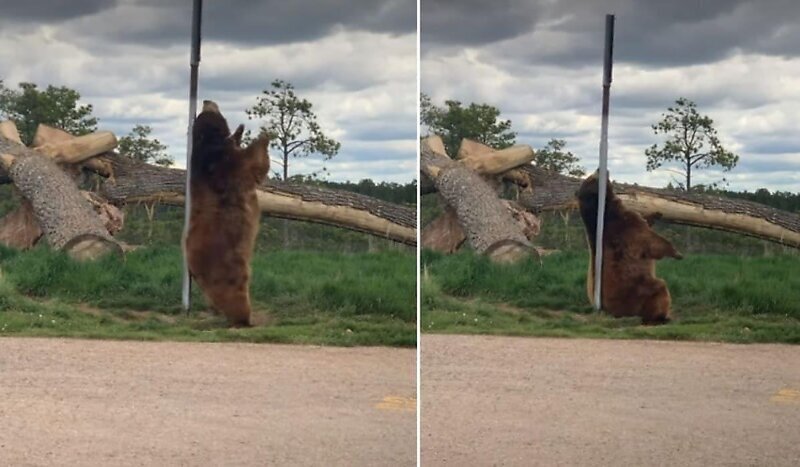 Медведь исполнил танец у шеста