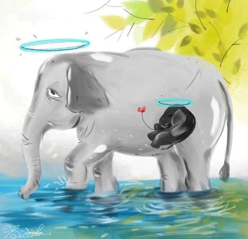 "Это смерть человечества": мир потрясла трагедия с беременной слонихой