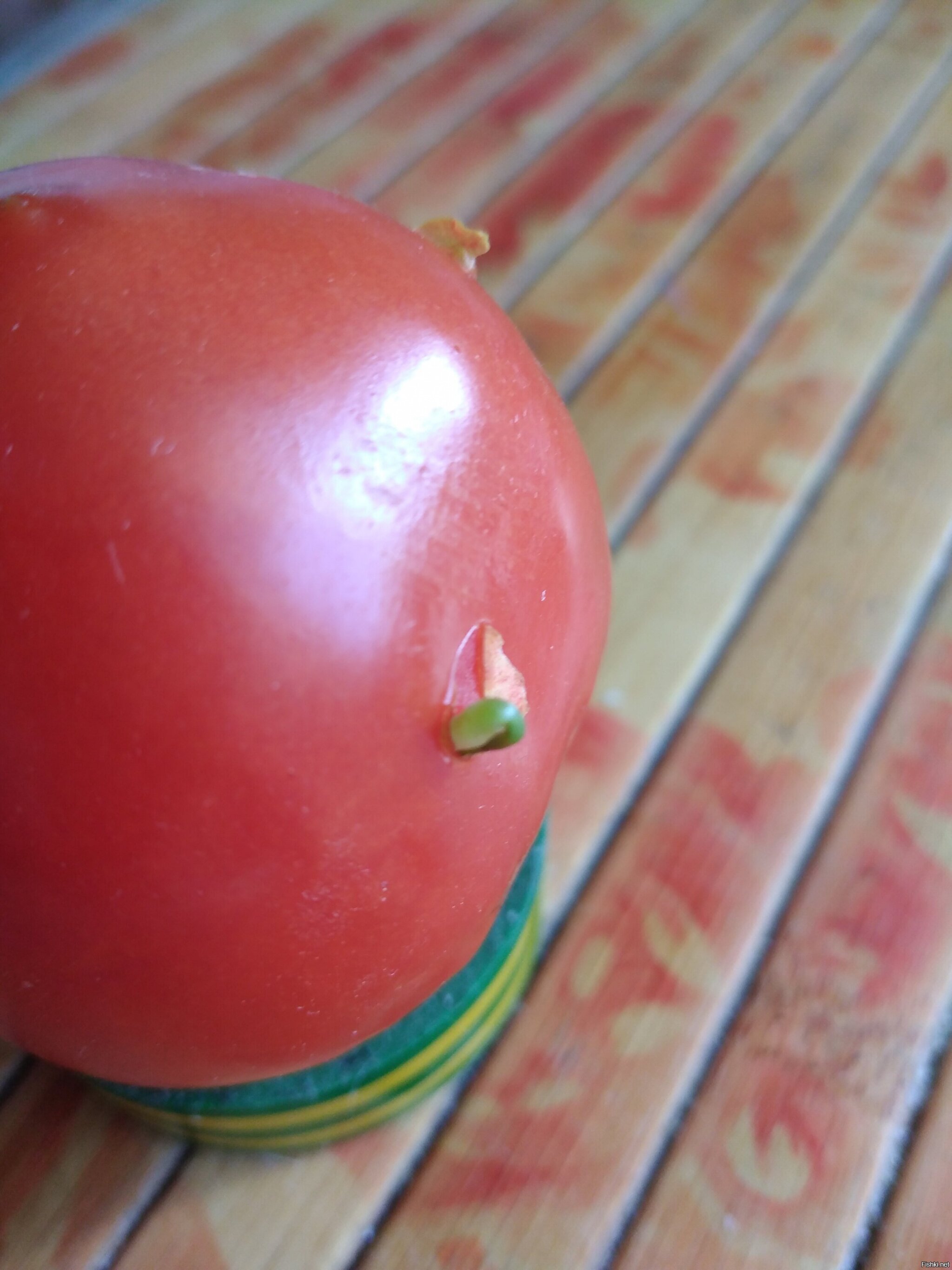 Оставил на подоконнике монеткинский помидор