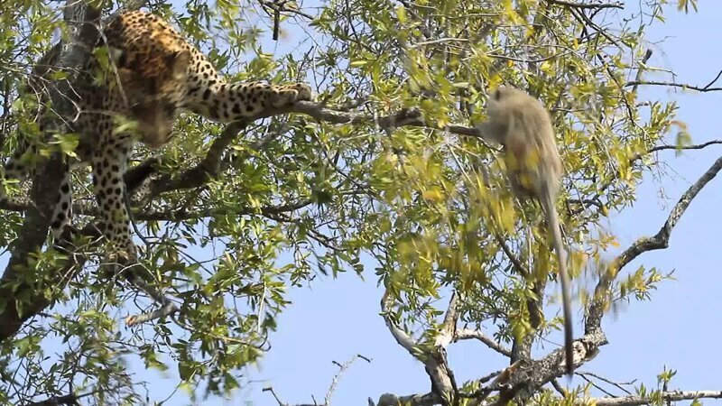 Леопард попытался сбросить обезьяну с дерева